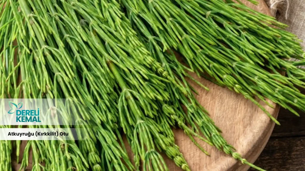 Atkuyruğu (Kırkkilit) Otu