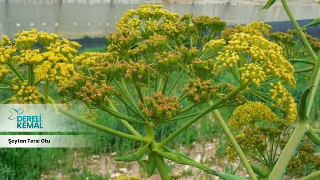 Şeytan Tersi Otu