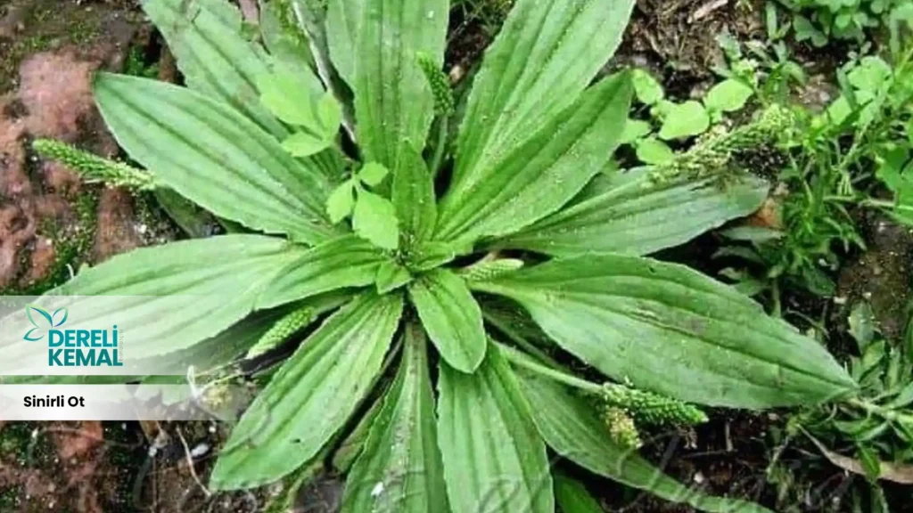 Sinirli Ot Faydaları