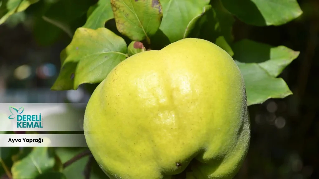 Ayva Yaprağı