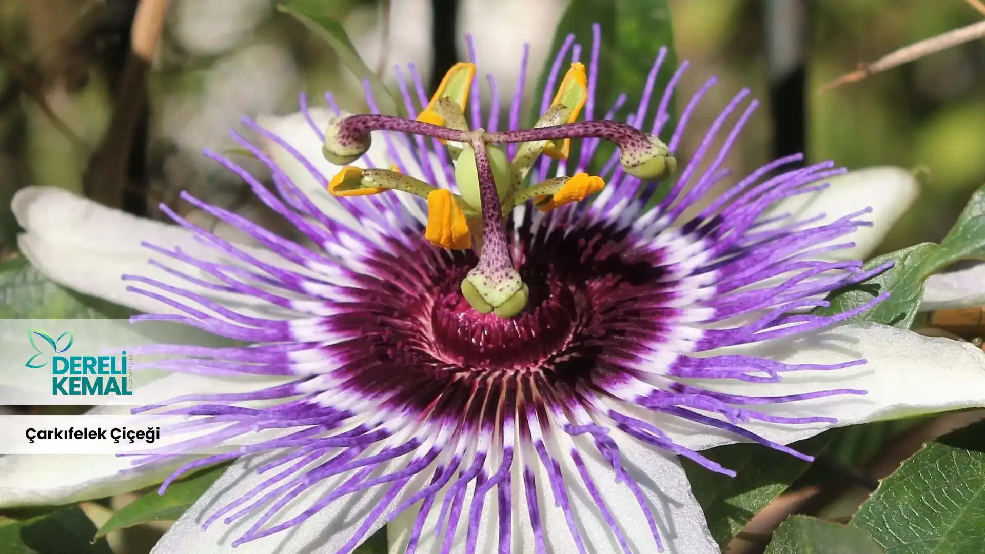 Çarkıfelek Çiçeği, adını çarkıfelek şeklindeki çiçek yapısından alan ve bilimsel adı "Gaillardia" olan bir bitki türüdür. Bu çiçekler, genellikle sıcak iklimlerde yetişir ve parlak renkleriyle bahçeleri süsler.