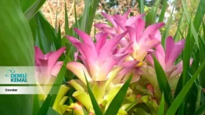 Cedvar Otu, doğal bir bitki türüdür ve genellikle nemli bölgelerde yetişir. Bu bitki, yaprakları ve kökleriyle tanınır ve çeşitli sağlık faydalarıyla bilinir.