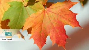 Çınar yaprağı, çınar ağacının karakteristik özelliklerinden biridir. Bu yapraklar genellikle büyük, geniş ve beş loblu bir yapıya sahiptir.