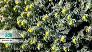 Havacıva Otu, bilimsel adıyla Taraxacum officinale, papatyagiller familyasına ait olan bir bitki türüdür.