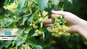 Ihlamur, hoş kokusu ve rahatlatıcı etkisiyle bilinen bir bitki çayıdır. Genellikle soğuk kış günlerinde içilen ıhlamur çayı, vücudu ısıtır ve bağışıklık sistemini güçlendirir.