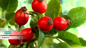 Kuşburnu, gülgiller familyasına ait olan bir bitki türüdür. Genellikle ılıman iklimlerde yetişen Kuşburnu, çalı formunda bir bitki olarak bilinir.