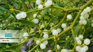 Ökse otu, bilimsel adıyla Urtica dioica, genellikle yol kenarlarında, bahçelerde ve ormanlık alanlarda bulunan bir bitki türüdür.