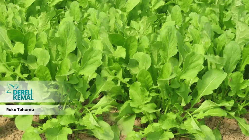 Roka Tohumu Faydaları