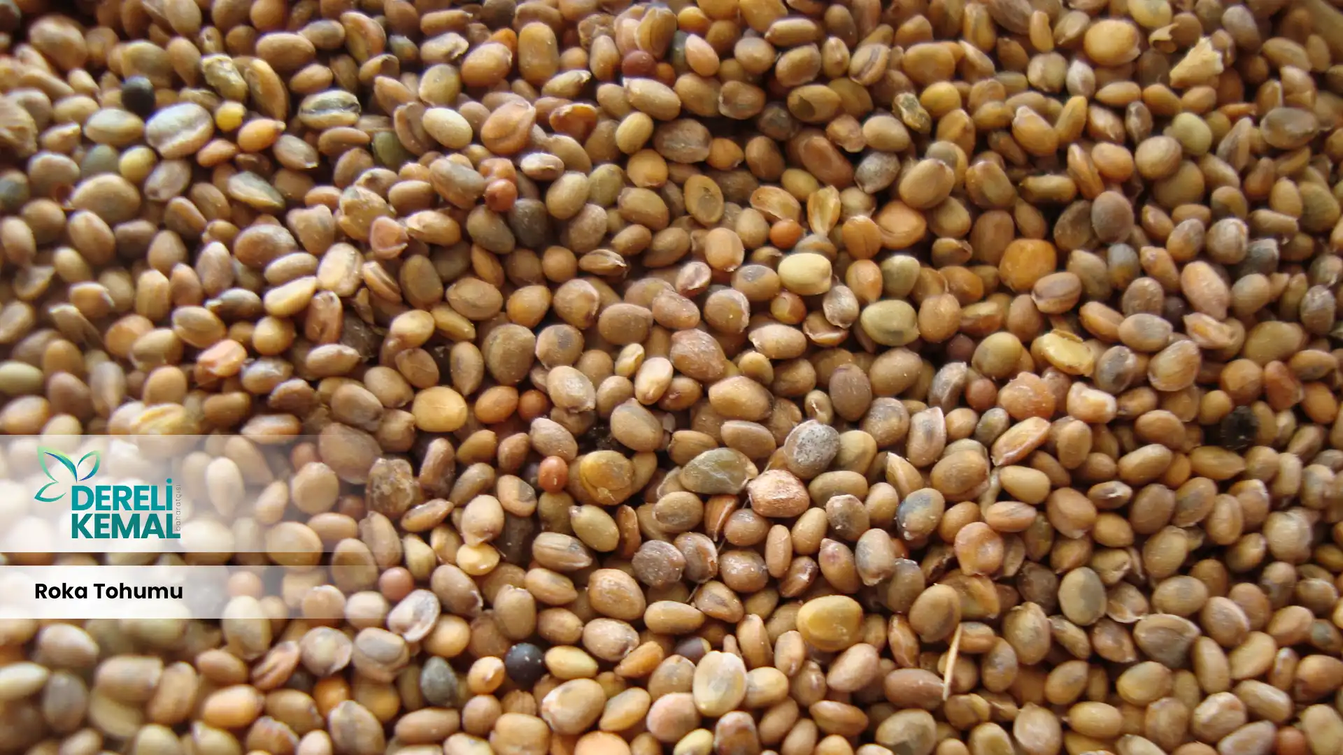 Roka Tohumu