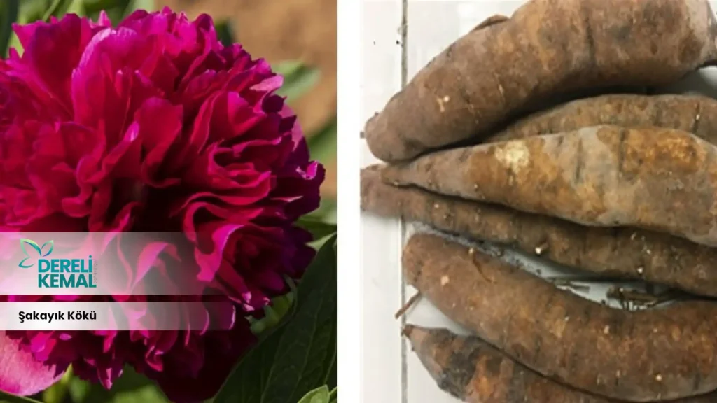 Şakayık Kökü, bilimsel adıyla Paeonia lactiflora, güzellik ve zarafetin sembolü olarak bilinen bir bitkidir.