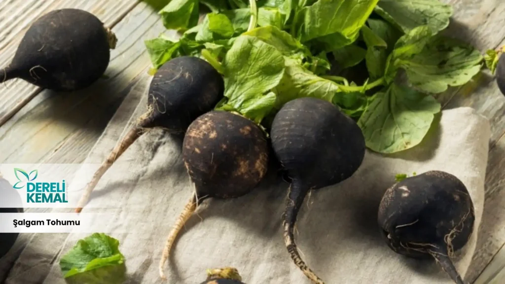 Şalgam Tohumu Faydaları