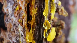 Çam Öksesi: Doğanın Şifalı Hediyesi Çam Öksesi Otu ile Tanışın!