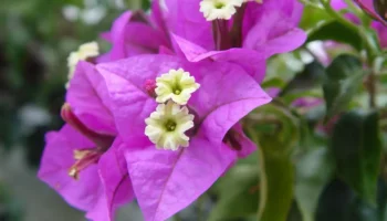 Övendere Lalesi: Doğanın En Büyüleyici Bitkisiyle Tanışın!