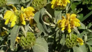 Şalba Bitkisi: Doğanın Şifalı Gücünü Keşfedin!