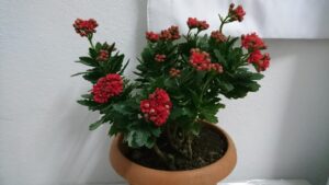 Kardeş Kanı Bitkisi