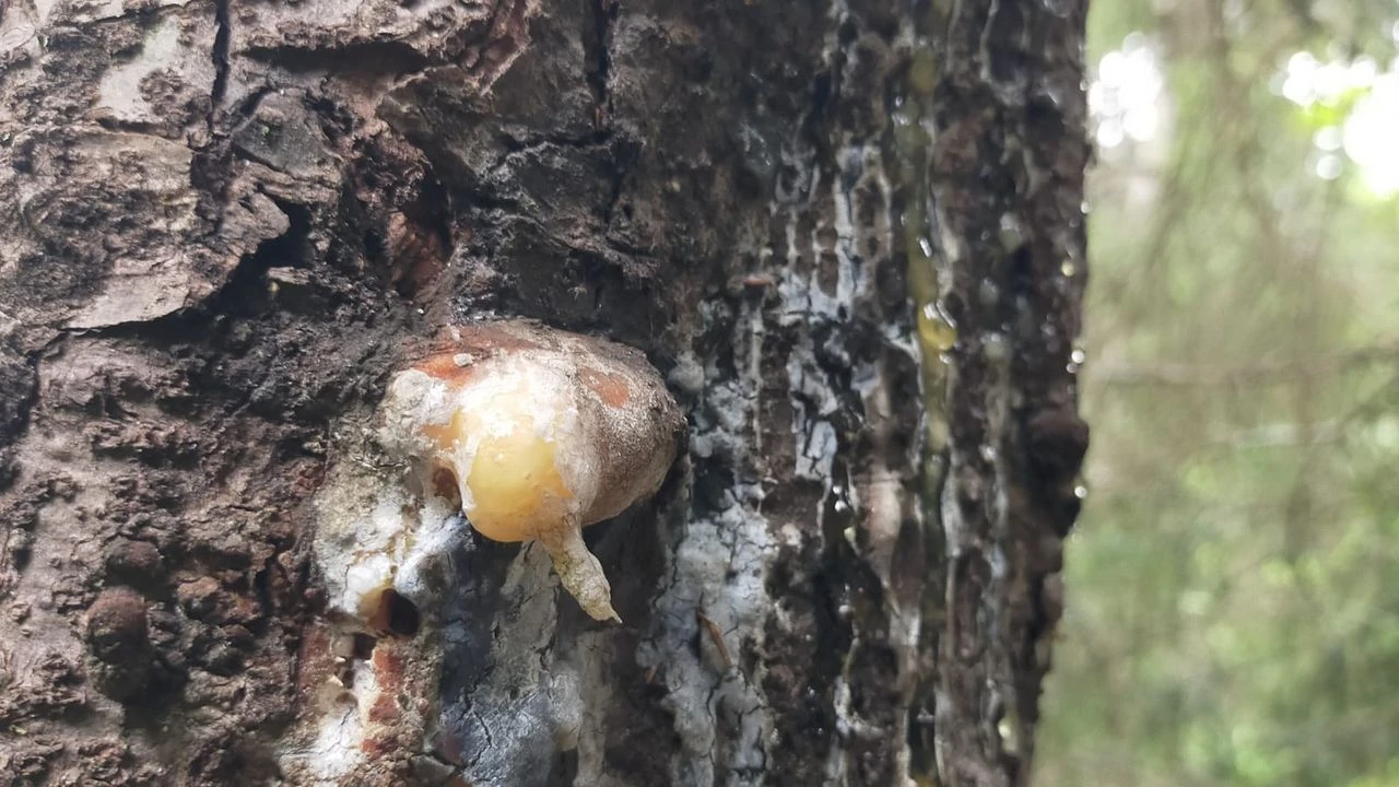 Acı Çam Sakızı