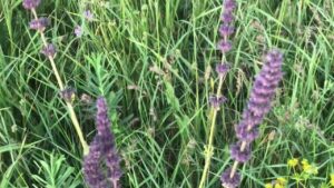 Kayışkıran Otu Faydaları