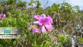 Ak Amber Bitkisi: Doğanın Gücüyle Sağlığınızı Destekleyin