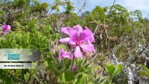 Ak Amber Bitkisi: Doğanın Gücüyle Sağlığınızı Destekleyin