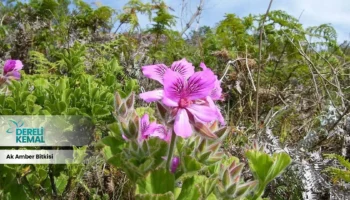 Ak Amber Bitkisi: Doğanın Gücüyle Sağlığınızı Destekleyin