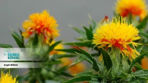 Aspir Bitkisi: Sağlığınıza Güç Katacak Doğal Bir Mucize