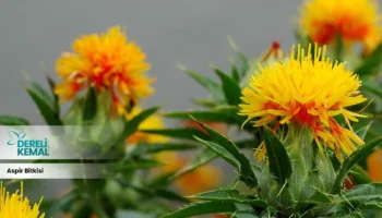 Aspir Bitkisi: Sağlığınıza Güç Katacak Doğal Bir Mucize