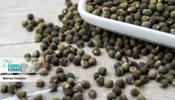 Bamya Tohumu: Sağlığınızı Güçlendiren Doğal Bir Mucize