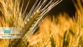 Burçak Tohumu: Sağlığınıza Güç Katacak Faydaları ve Kullanım Alanları