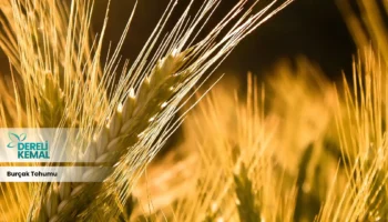 Burçak Tohumu: Sağlığınıza Güç Katacak Faydaları ve Kullanım Alanları