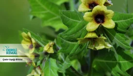 Çadır Uşağı Bitkisi: Doğanın Gücünü Evde Hissedin!