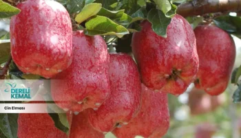 Cin Elması: Gizemli Lezzetiyle Hayran Bırakan Bir Deneyim