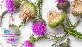 Deve Dikeni Tohumu Doğanın Gücüyle Sağlığınızı Destekleyin