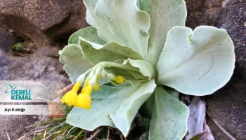 Doğanın Gücü Ayı Kulağı ile Sağlıklı Yaşamın Sırları