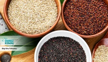 Ekşiotu Tohumu: Sağlığınıza Güç Katacak Doğal Bir Mucize