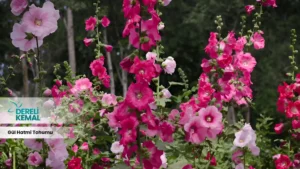 Gül Hatmi Tohumu: Bahçenizi Güzelleştirecek Güçlü Bir Seçim