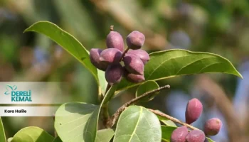 Kara Halile Bitkisi: Doğanın Gücüyle Sağlığınızı Destekleyin