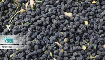 Kara Nohut: Sağlığınıza Güç Katacak Besleyici Faydaları