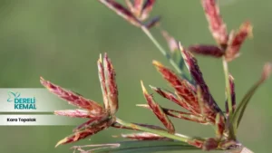 Kara Topalak Tozu: Doğanın Gücü ile Sağlığınızı Destekleyin