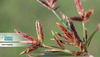 Kara Topalak Tozu: Doğanın Gücü ile Sağlığınızı Destekleyin