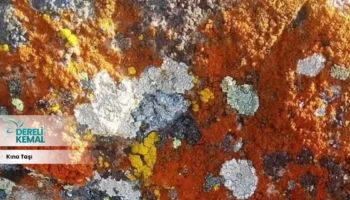 Kına Taşı: Geleneksel Güzellik ve Anlamıyla Hayatınıza Renk Katın