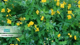 Kırlangıç Tohumu: Doğanın Gücünü Keşfedin ve Faydalarını Öğrenin