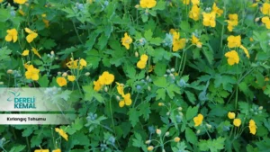 Kırlangıç Tohumu: Doğanın Gücünü Keşfedin ve Faydalarını Öğrenin