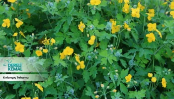 Kırlangıç Tohumu: Doğanın Gücünü Keşfedin ve Faydalarını Öğrenin