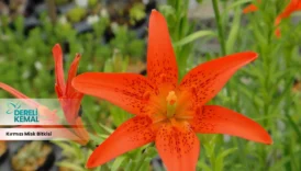 Kırmızı Misk Bitkisi: Doğanın Gücüyle Gelen Şifa ve Güzellik