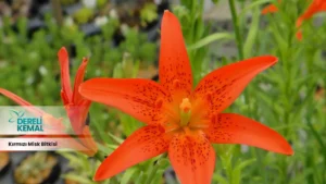 Kırmızı Misk Bitkisi: Doğanın Gücüyle Gelen Şifa ve Güzellik