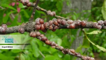 Koşnil Bitkisi: Doğanın Gücüyle Sağlığınızı Destekleyin