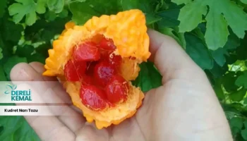 Kudret Narı Tozu: Doğanın Gücüyle Sağlığınızı Yenileyin