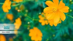 Kükürt Bitkisi: Doğanın Gücüyle Sağlığınızı Destekleyin