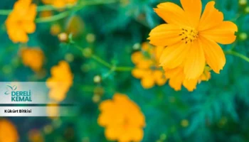 Kükürt Bitkisi: Doğanın Gücüyle Sağlığınızı Destekleyin