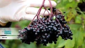 Mürver Meyvesi Sağlığınıza Güç Katacak Doğal Bir Mucize